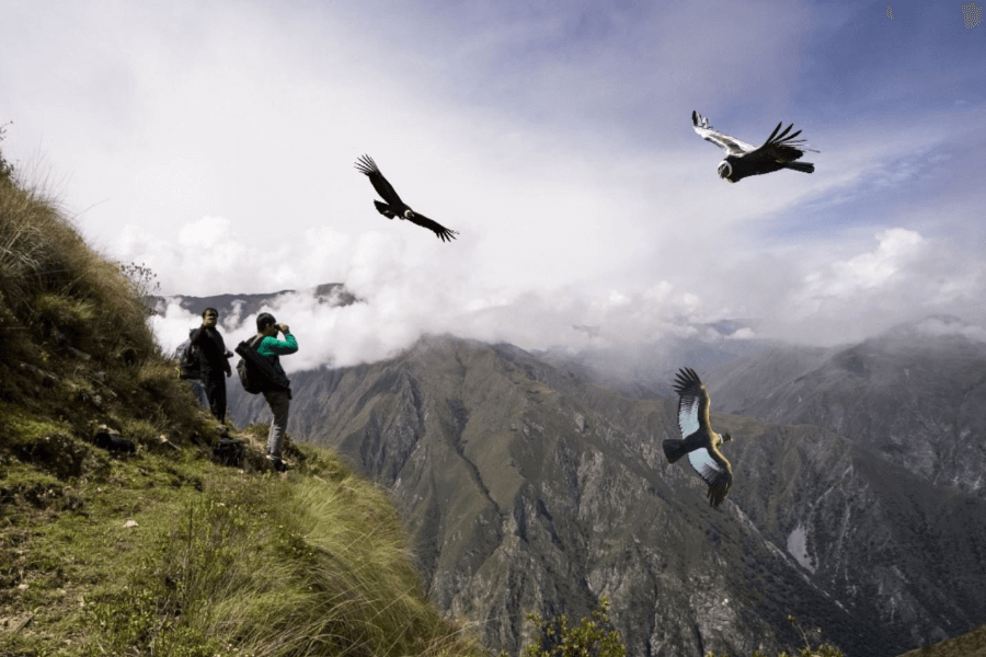 Tour al Mirador del Condor en Cusco