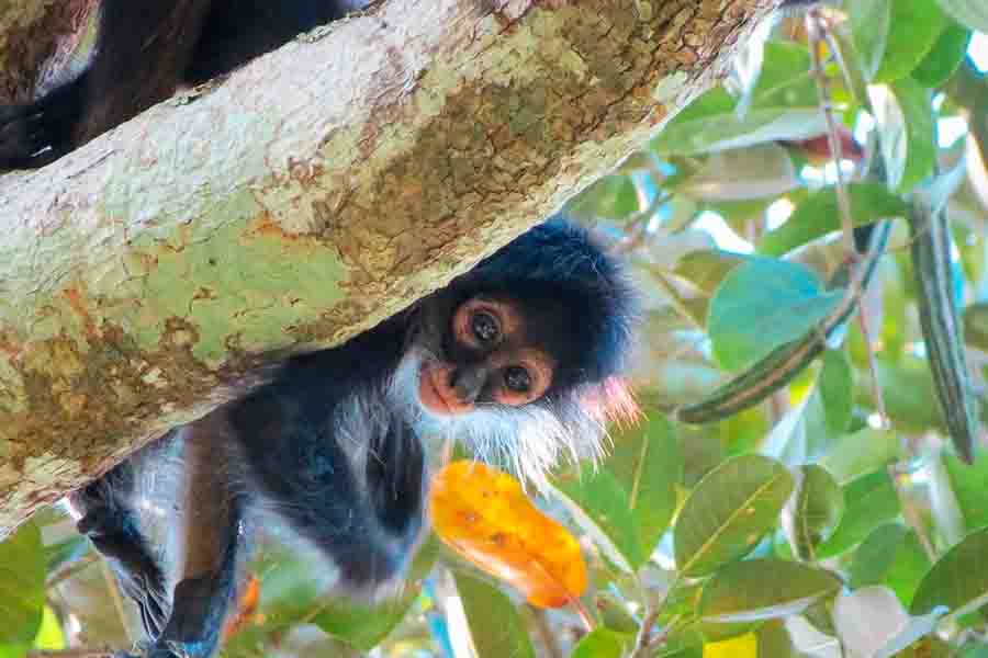 Tour Privado en Cobá y Reserva de Monos: Aventura Exclusiva