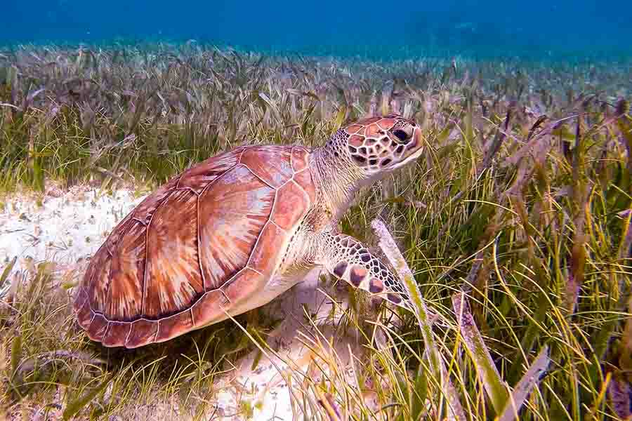 Nado con Tortugas Privado: La Mejor Experiencia de Snorkel