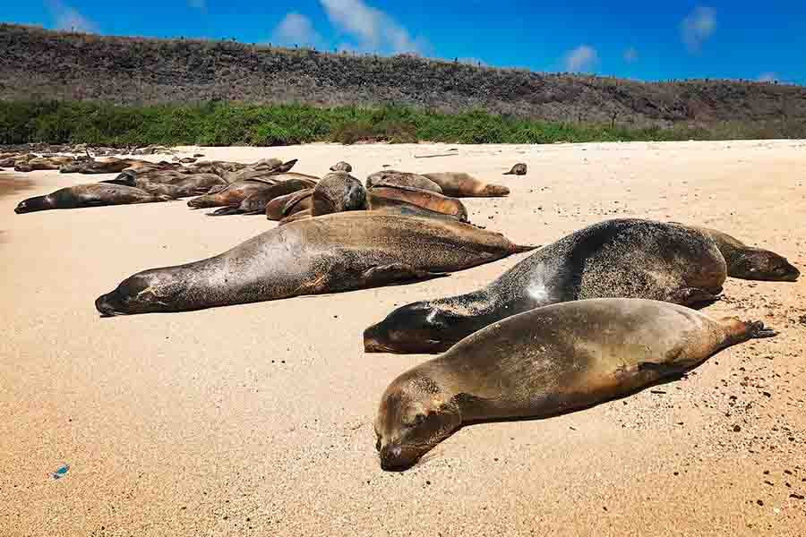 Tours a las Islas Galápagos en Ecuador